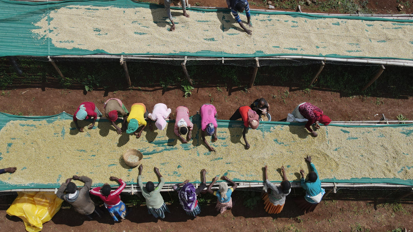 Café Vert - Ethiopie Guji Nature