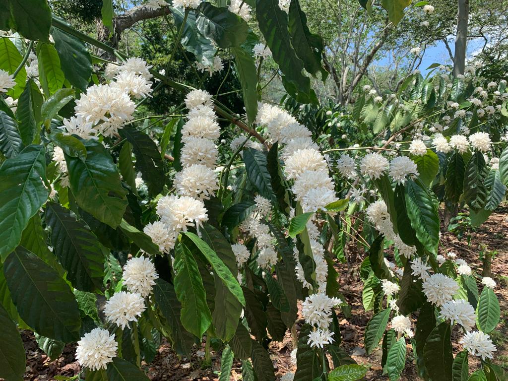 Café Vert - Guatemala Huehuetenengo SHB