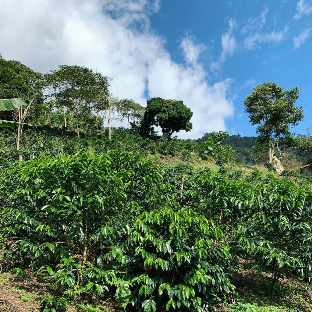 Café Vert - Pérou Decaf Swiss Water BIO