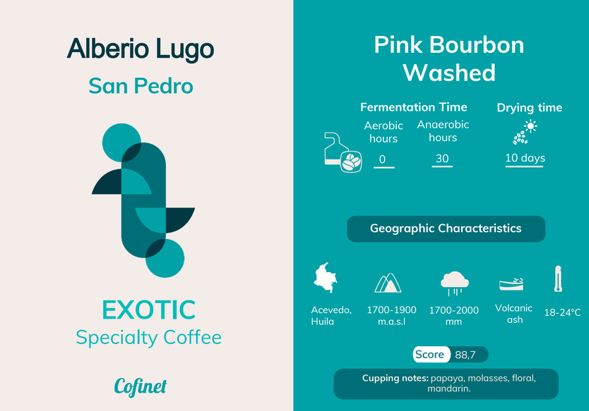 Colombie - SAN PEDRO - Bourbon Rose - Torréfaction Filtre V60